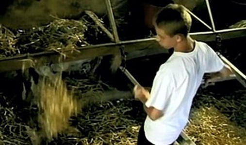 Gay Sex in the Barn with Gay Cousin Vintage Gay Porn